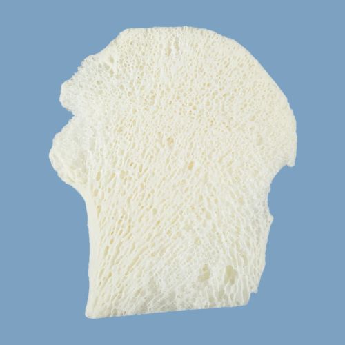 HEAD-CROSS-SECTION-1.jpg